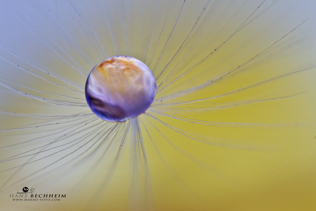 fotografieren lernen, Tropfenmakro, Tropfenfotografie